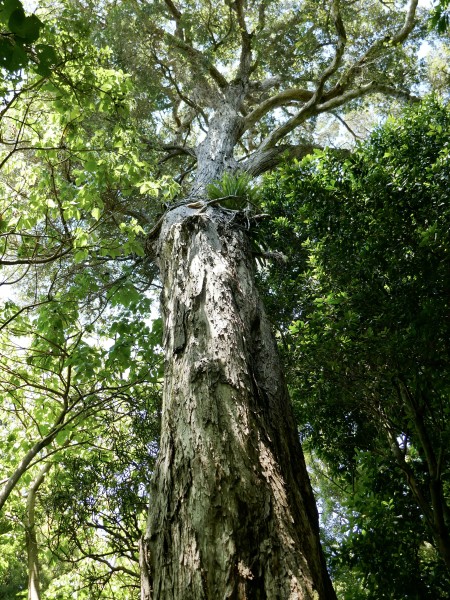 Wild Wellington