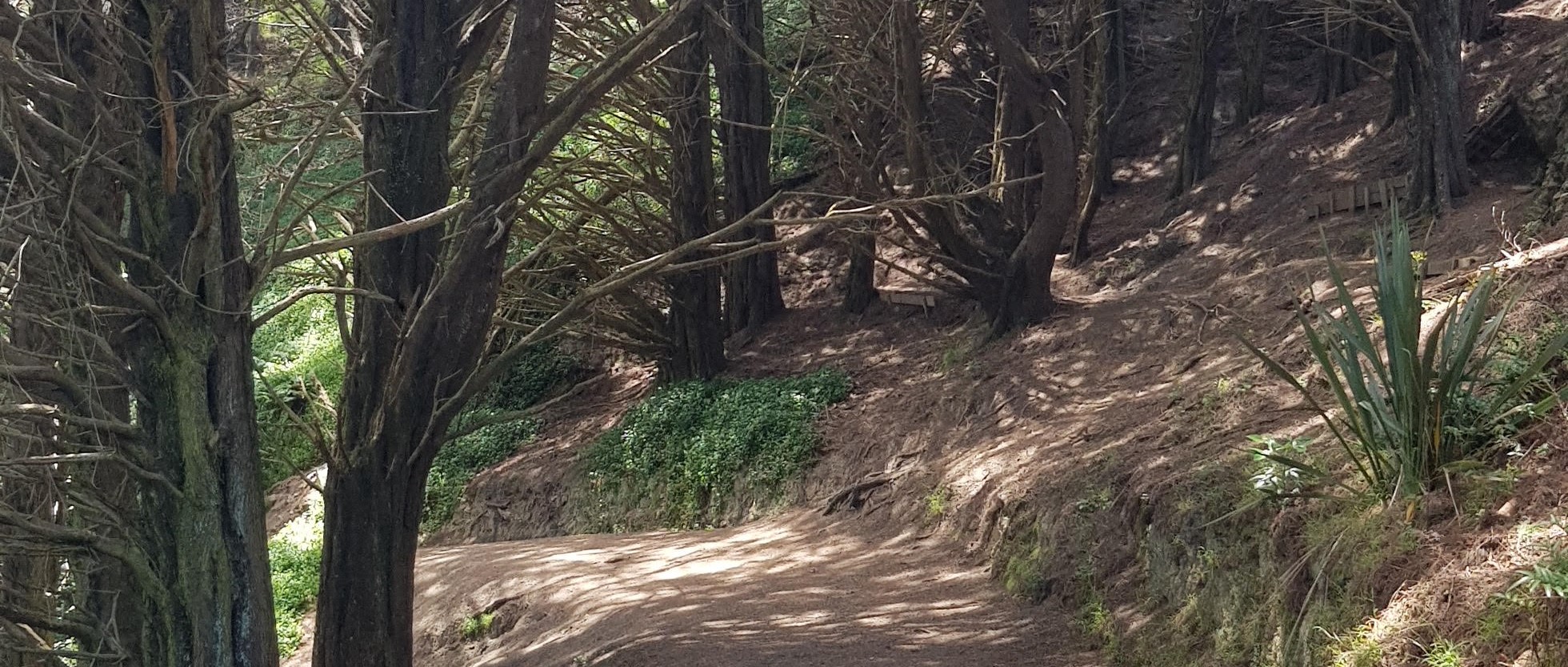 Walk Wellington